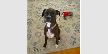 Rescue Boxer Dogs for Adoption in Hewitt, Texas - Ace IV | PetCurious