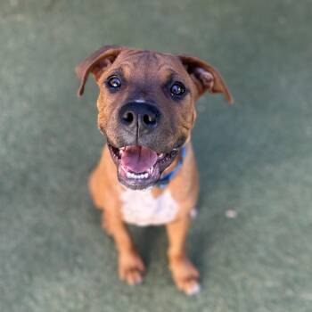 LOGAN -  Pit Bull Terrier Dog for Adoption in Morgan Hill, California - LOGAN | PetCurious