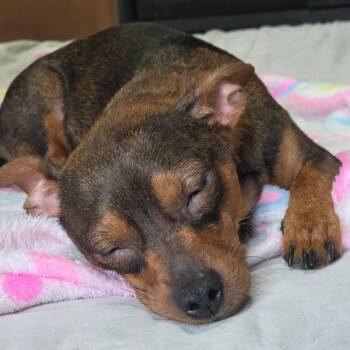 Coco Butter -  Chihuahua and Dachshund Dog for Adoption in Lancaster, Ohio - Coco Butter | PetCurious