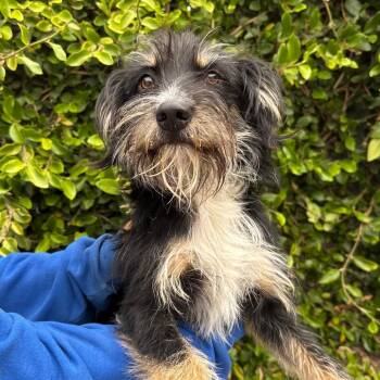Nelson -  Terrier Dog for Adoption in Goleta, California - Nelson | PetCurious