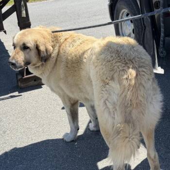 Anatolian Shepherd and Great Pyrenees Dogs Available for Adoption - Luna | PetCurious