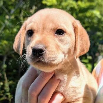 Marigold Evergreen -  Labrador Retriever Dog for Adoption in Andover, Massachusetts - Marigold Evergreen | PetCurious