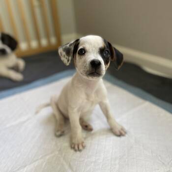 Kimchi -  Beagle and Mixed Breed Dog for Adoption in Rock Hill, South Carolina - Kimchi | PetCurious
