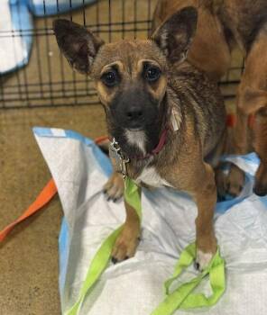 Rescue Chihuahua Dogs for Adoption in Eugene, Oregon - Fergie & Missy Elliott | PetCurious