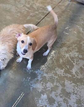Tammany -  Dachshund and Mixed Breed Dog for Adoption in Severance, Colorado - Tammany | PetCurious