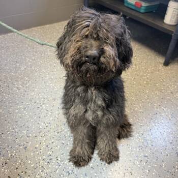 TUSC-Stray-84630 -  Black Labrador Retriever and Standard Poodle Dog Available for Adoption in Tuscaloosa, Alabama - TUSC-Stray-84630 | PetCurious