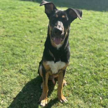 Rescue German Shepherd Dog and Mixed Breed Dogs for Adoption in Texas City, Texas - SIMON | PetCurious