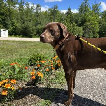 Lenny -  Chocolate Labrador Retriever and Terrier Dog for Adoption in Conway, New Hampshire - Lenny | PetCurious