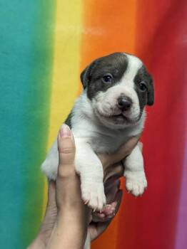 Terrier Dogs Available for Adoption - Iroh | PetCurious