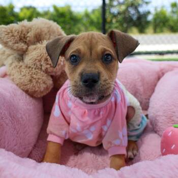 Mixed Breed Dogs Available for Adoption in Bradenton, Florida - Steve | PetCurious