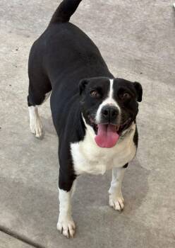 Bisque -  Pit Bull Terrier and Mixed Breed Dog for Adoption in Calgary, Alberta - Bisque | PetCurious