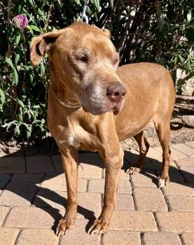 Labrador Retriever and American Staffordshire Terrier Dogs Available for Adoption in Cottonwood, Arizona - Dudley | PetCurious