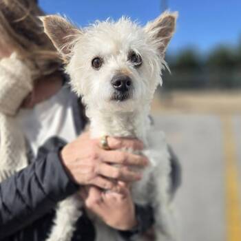 Miniature Poodle and Poodle Dogs Available for Adoption -  Mickey | PetCurious