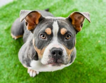 American Bulldog and Pit Bull Terrier Dogs Available for Adoption - Nilla Aka Vanilla Bomb | PetCurious