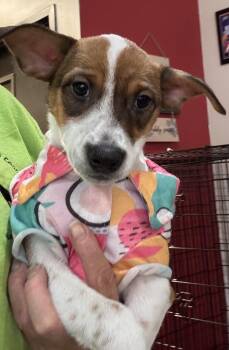 Freddy FH -  Jack Russell Terrier and Parson Russell Terrier Dog for Adoption in Sanford, Florida - Freddy FH | PetCurious