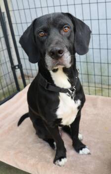 Denver -  Labrador Retriever and Hound Dog for Adoption in Harrison, New York - Denver | PetCurious