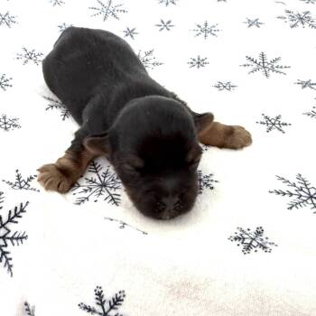 Rescue Yorkshire Terrier and Terrier Dogs for Adoption in South Riding, Virginia - Belle's Spirit | PetCurious