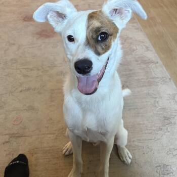 Marlo -  Australian Cattle Dog Blue Heeler Dog for Adoption in San Diego, California - Marlo | PetCurious