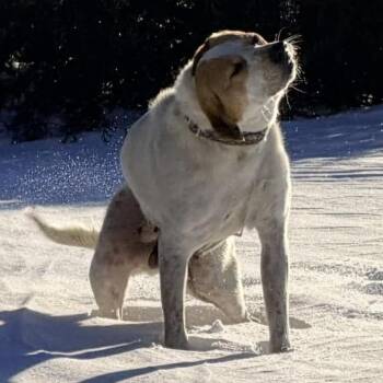 Labrador Retriever and Hound Dogs Available for Adoption - 906 (2025) Mama Sugar | PetCurious