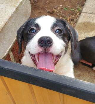 Ruby -  Labrador Retriever Dog for Adoption in New Albany, Ohio - Ruby | PetCurious