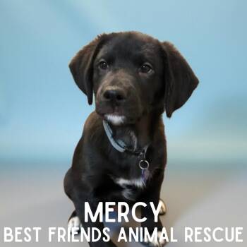 Mercy -  Labrador Retriever Dog for Adoption in Wasilla, Alaska - Mercy | PetCurious