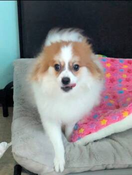 Messi -  Pomeranian Dog for Adoption - Messi | PetCurious