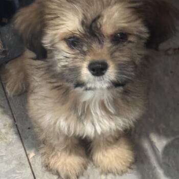 Jade -  Shih Tzu Dog for Adoption in Hallsville, Missouri - Jade | PetCurious