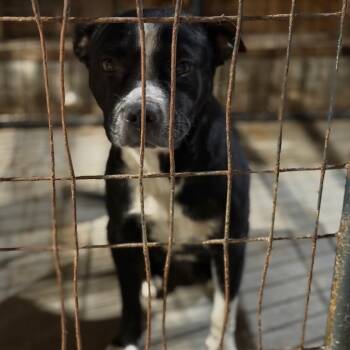 Lil Debbie -  Pit Bull Terrier and Mixed Breed Dog for Adoption in Fort Smith, Arkansas - Lil Debbie | PetCurious
