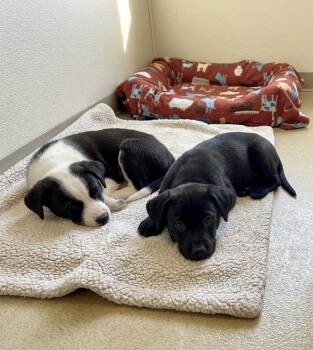 Edward -  Black Labrador Retriever Dog for Adoption in Sparta, North Carolina - Edward | PetCurious