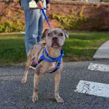 Rescue Pit Bull Terrier and French Bulldog Dogs for Adoption in Boston, Massachusetts - CHLOE | PetCurious