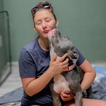 Tiana -  Mixed Breed Dog for Adoption in Springboro, Ohio - Tiana | PetCurious