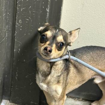 Roo -  Chihuahua Dog for Adoption in Yuma, Arizona - Roo | PetCurious