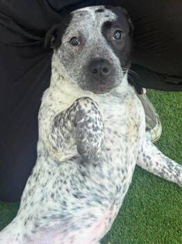 Orea -  Australian Cattle Dog Blue Heeler and Mixed Breed Dog for Adoption in Paducah, Kentucky - Orea | PetCurious