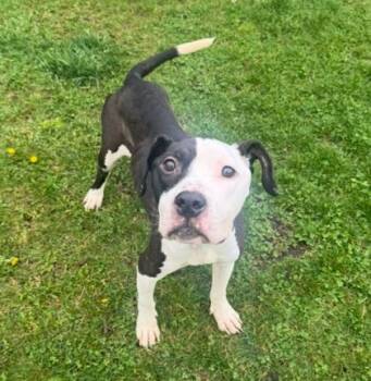 Pit Bull Terrier and Mixed Breed Dogs Available for Adoption in Westland, Michigan - Popi | PetCurious