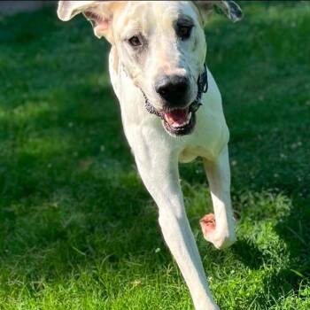 Copenhagen -  Great Dane Dog for Adoption in Jacksboro, Tennessee - Copenhagen | PetCurious