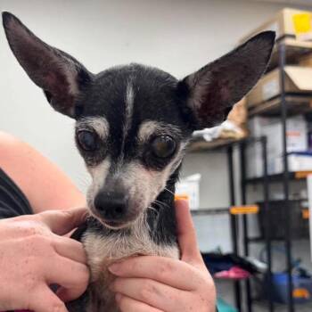 Mildred -  Mixed Breed Dog for Adoption in Fredericksburg, Virginia - Mildred | PetCurious