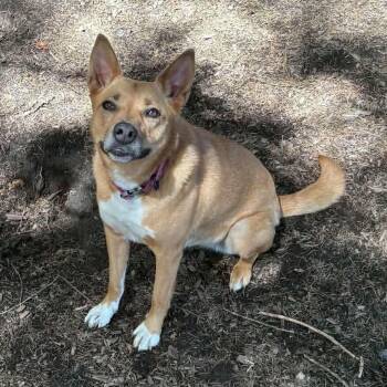 Australian Cattle Dog Blue Heeler Dogs Available for Adoption in Battle Ground, Washington - Nancy | PetCurious