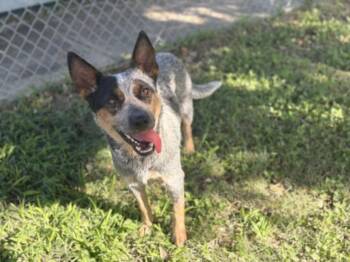 NEBULA -  Australian Cattle Dog Blue Heeler Dog for Adoption in Texas City, Texas - NEBULA | PetCurious
