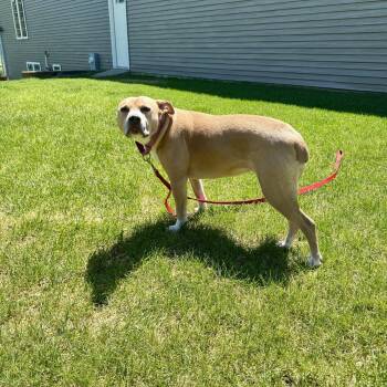 Hazel Lee -  Pit Bull Terrier Dog Available for Adoption in Fargo, North Dakota - Hazel Lee | PetCurious