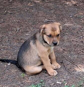 Butch -  Australian Cattle Dog Blue Heeler Dog for Adoption in Lakewood Ranch, Florida - Butch | PetCurious