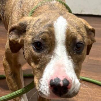 Mixed Breed Dogs Available for Adoption - Porsche | PetCurious