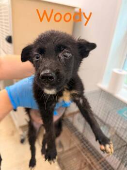 Woody -  Mixed Breed Dog for Adoption in Hillsboro, Ohio - Woody | PetCurious