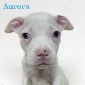 Rescue American Staffordshire Terrier Dogs for Adoption in Spring, Texas - Aurora | PetCurious