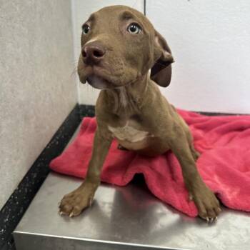 Mixed Breed Dogs Available for Adoption in Columbiana, Alabama - Squints | PetCurious