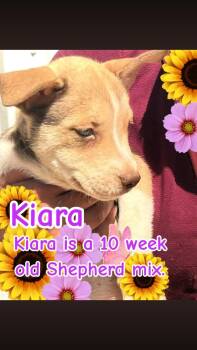 Shepherd Dogs Available for Adoption - Kiara | PetCurious