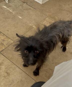 Cairn Terrier Dogs Available for Adoption - Hershey | PetCurious