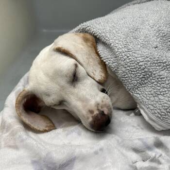 Buffy -  Labrador Retriever and Beagle Dog for Adoption in Overland Park, Kansas - Buffy | PetCurious