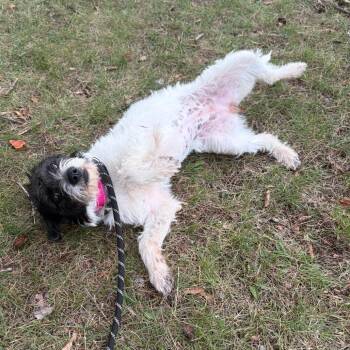 Iggy -  Wirehaired Terrier and Mixed Breed Dog for Adoption in Wadena, Minnesota - Iggy | PetCurious