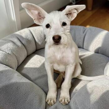 Theo -  Schnauzer and Wirehaired Terrier Dog for Adoption in Austin, Texas - Theo | PetCurious