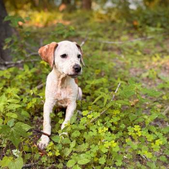 The Honorable Lady Gladys VonStinkyFarts -  Mixed Breed Dog for Adoption in Columbia, Missouri - The Honorable Lady Gladys VonStinkyFarts | PetCurious